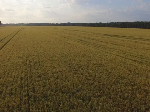 Low Rising Shot Over Wheat Field at Sunrise 库存影片 75792226