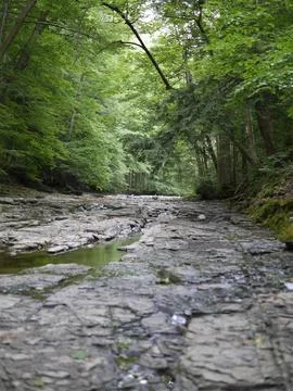 Low River Bed in Forest Foto stock