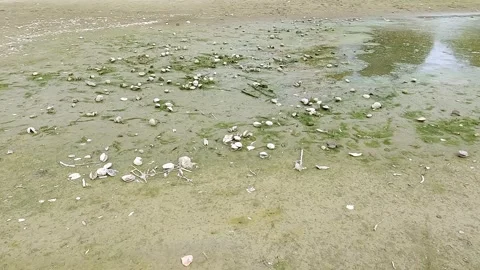 Low river water level with shells at the bottom of a drying riverbed Stockbeeldmateriaal 342335773