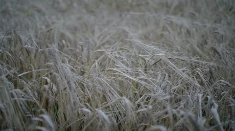 Low rye in the field in the evening. Stock Footage 40315047