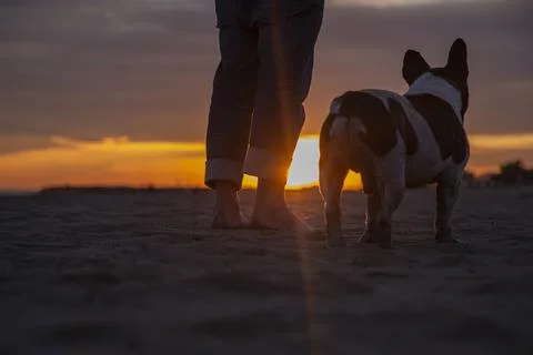 Low section of man with dog standing at beach against sky during sunset Stock Photos