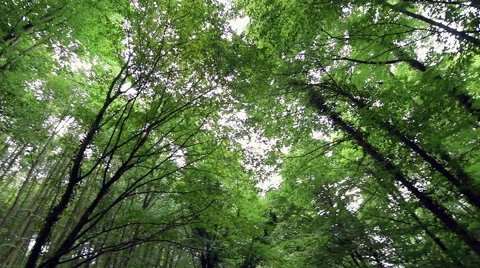 Low shoot of green tall trees in deep forest Stock Footage 66258971