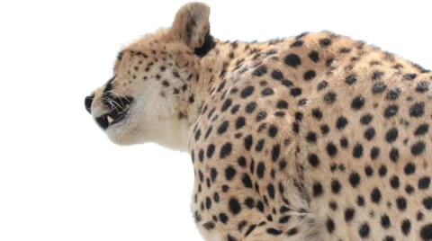 Low Shot of Cheetah Panting Stock Footage 28209443