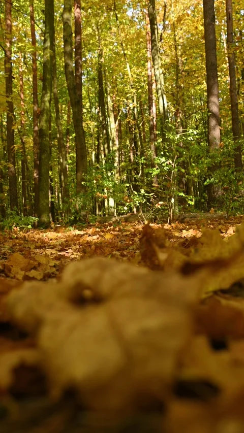Low shot of fallen leaves lying on forest floor Video stock 331202359