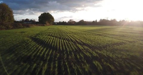 Low shot of farm crops growing at sunset Stock Footage