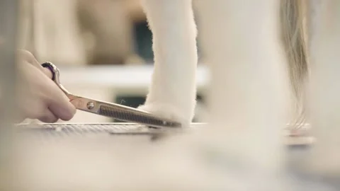 A Low shot of groomers hand using scissors to trim dogs leg Stock Footage 155393487