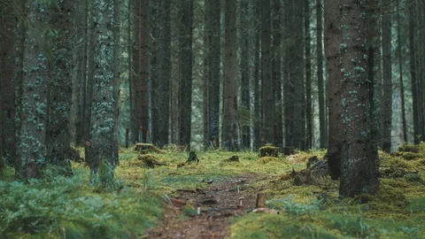 Low shot inside a pine tree forest Stock Footage 94958675