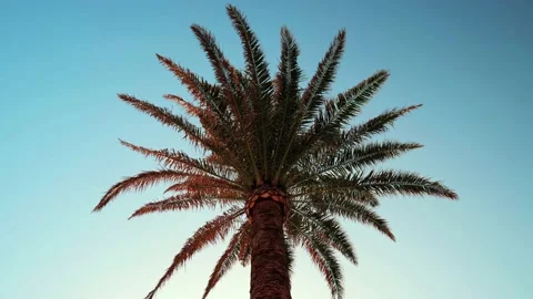 Low Shot of Palm Tree Blowing in wind Stock Footage 202636801