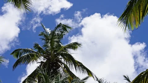Low shot of palm trees moving in the wind with a cloudy sky in the background Видео 268744341