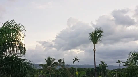 Low shot of palm trees on a windy day Stock Footage 268736827