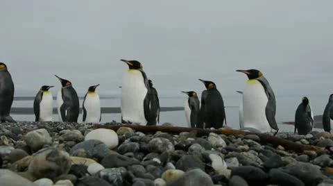 Low shot of Penguins Stock Footage 11958302