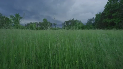 Low shot pushing through tall grass in rural field with stormy skies Stock Footage 204885113