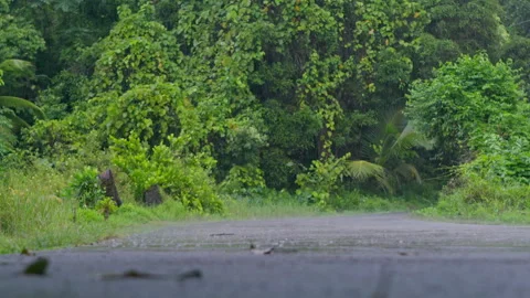 Low shot: Rain falling onto a road with green, tropical forest behind. HD50p Stock Footage 244396446