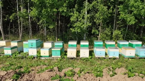 Low sideways drone pass by beehives Stock-Footage 327553973