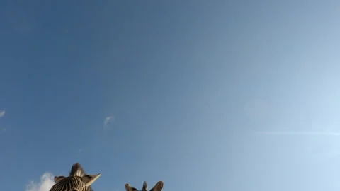 Low skyward POV of zebra herd walking past camera against blue sky Stock Footage 284195982