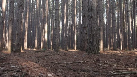 Low slider shot of tall pine trees in the woods Stock Footage 88048350