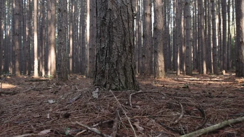 Low slider shot of tall pine trees in the woods Stock Footage 88048503