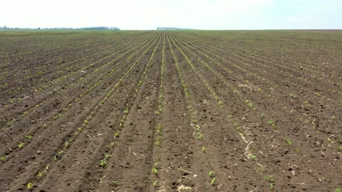 Low sliding 4K drone shooting of a field of newly sprouted plants Stock Footage 195657041