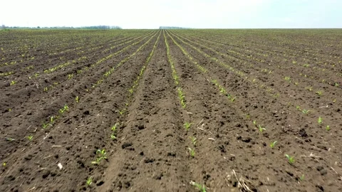 Low sliding 4K drone shooting of a field of newly sprouted plants. Stock Footage 199823589