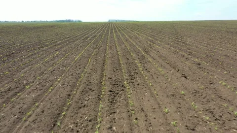 Low sliding 4K drone shooting of a field of newly sprouted plants. Stock Footage 199823646