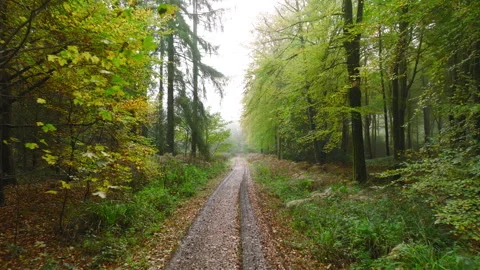 Low slow drone down forest road in autumn Stock Footage 255106150