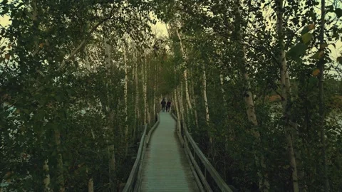 Low Slow Drone Flight Through The Trees Over A Boardwalk Stock-Footage 255310792