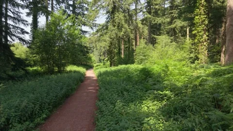 Low slow drone footage along forest track through the pine trees and ferns with Stock Footage 346634638