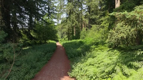 Low slow drone footage along forest track through the pine trees and ferns in Stock Footage 346634714