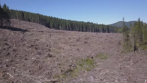 Low slow flight over clearcut logging site Stock Footage 116543348