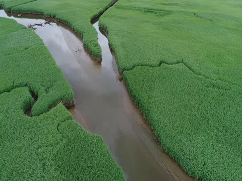 Low, slow flight over a salt marsh 스톡 동영상 77430450