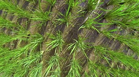 Low, Slow Flyover of a Rice Paddy in Southeast Asia. Video 1080p 库存影片 59855534