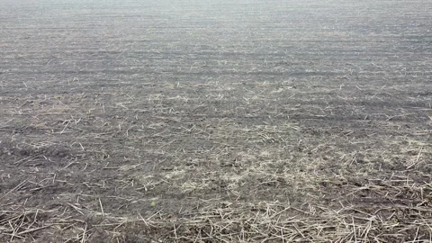 Low span over the field after harvest in rural areas. Grey field Stock Footage 141811040