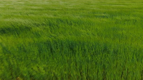 Low span over a green field. Windy weather. Aerial flight over green grass that Video stock 141123347