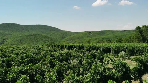 Low span over a vineyard with a rural road that leads into green mountains Stock Footage 136394920