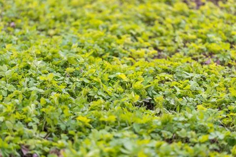 Low spring foliage creating soft texture and repeating pattern, subtle shadow Stock Photos