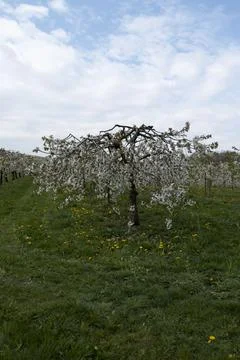Low-stemmed, blooming cherry tree in a cherry plantation Stock Photos