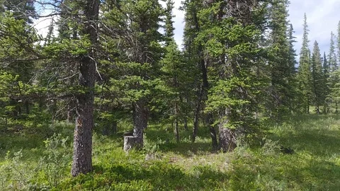 Low Stroll through the Forest Stock Footage 91725024