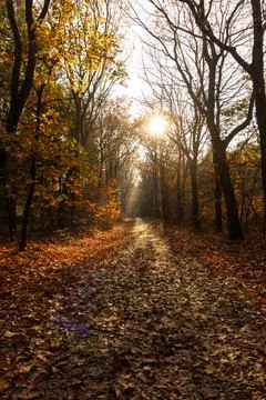Low sun, backlight, in a forest with fallen leaves during autumn Stock Photos