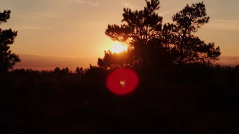 Low Sun Beyond Pine Tree Silhouettes Stock Footage 343206201