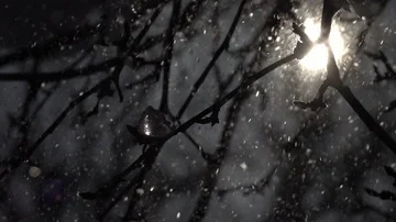 Low sun in frame and lens flare, snowfall in shallow focus and apple twig Stock-Footage 86042428