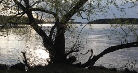 Low sun on lake water through a leaning tree, small boat in distance Stock Footage 320022548