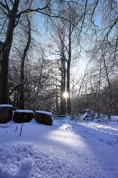 Low Sun shining through Trees Stock Photos