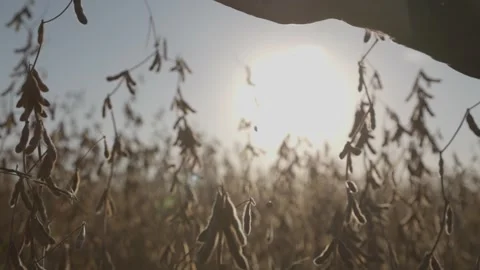 Low Sun. Soybeans fall from a man's hand. Silhouette on the background of the Video stock 296038140