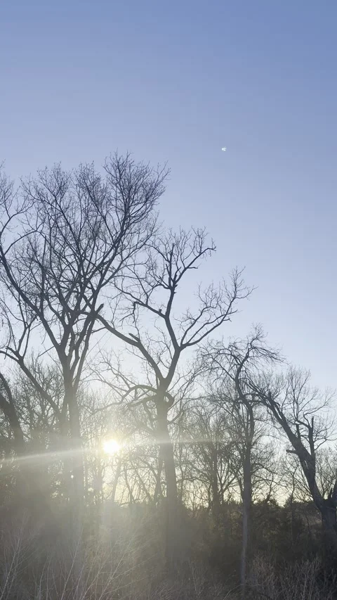 Low Sun Through Bare Winter Trees at Dusk Видео 344807555