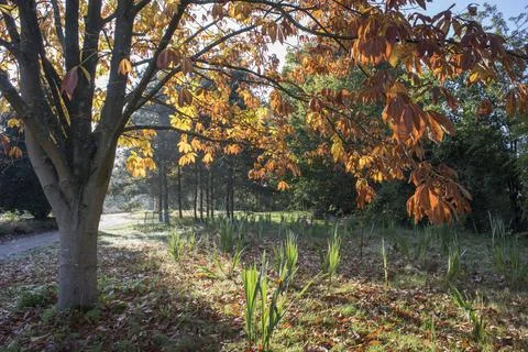 Low sunlight Foto stock