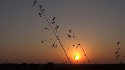 Low sunset in field with silhouette Vidéo 12299419