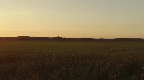 A low sunset flight over a rusty meadow Video stock 63653109