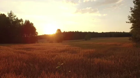 A low sunset flight over a rusty grain filed towards the forest Video stock 63654373