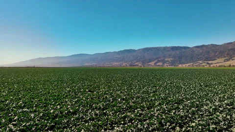 Low sweeping drone shots of a field in California's Central Valley Stock Footage 230311488