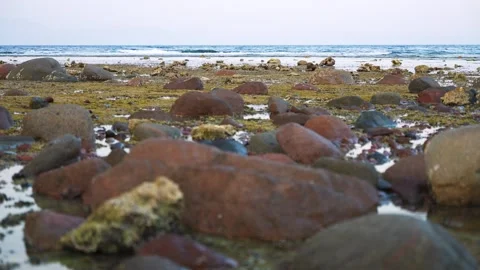 Low tide on the beach. Close up of underwater stones in algae Stock Footage 253512571